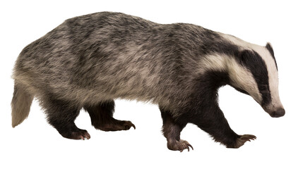 European badger with distinctive black and white striped face © Natalia
