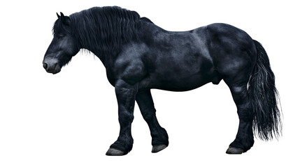 Powerful black Friesian horse with long mane and tail © Natalia