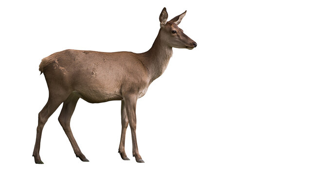 Female deer standing profile view