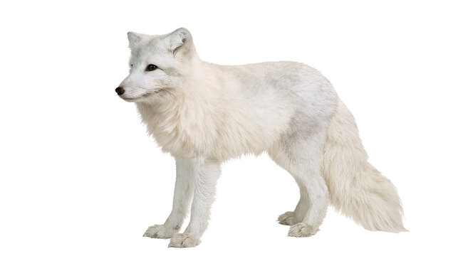 Arctic fox with white fur standing on white