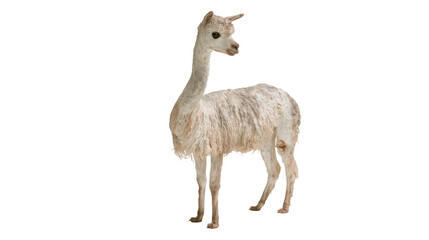 Obraz premium Young alpaca standing fluffy white wool long neck, light brown eyes