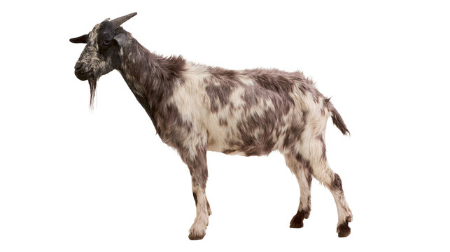 Spotted goat with horns and beard standing