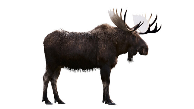 Large bull moose with impressive antlers and dark brown fur