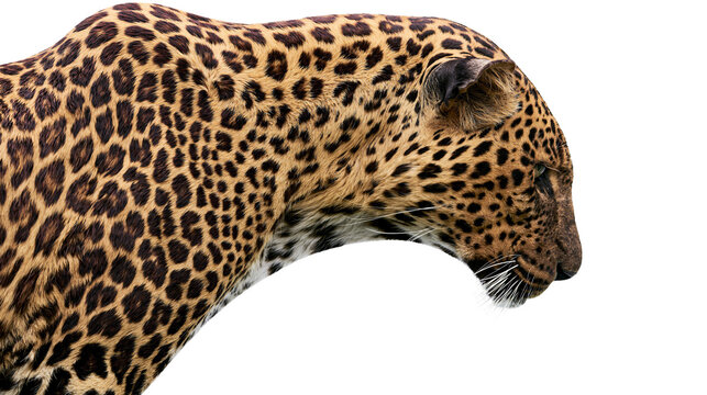 Leopard head profile with spotted fur and whiskers