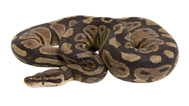 Ball python coiled with patterned scales and dark eyes