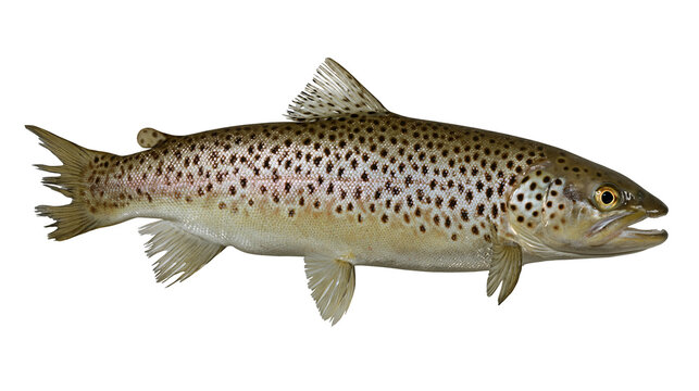 Brown Trout Fish with Dark Spots