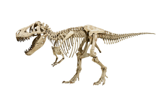 Tyrannosaurus Rex skeleton fossil, ancient predator