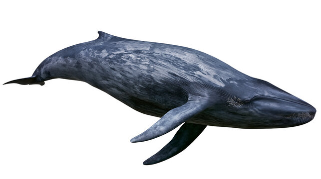Blue whale swimming detailed skin texture, marine mammal