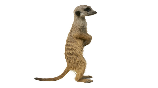 Meerkat standing alert on hind legs, facing right