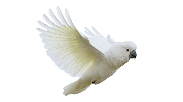 White cockatoo bird with wings spread flying