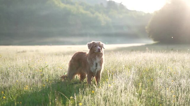 A red Nova Scotia Duck Tolling Retriever walking through a misty field, its warm breath rising like smoke in the cold morning air