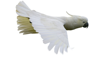 White cockatoo bird in flight with spread wings © Natalia