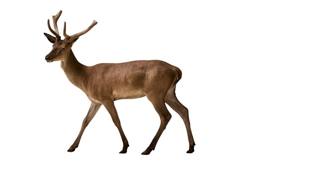 Brown deer with antlers walking, side view