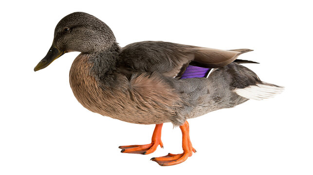 Mallard duck with purple speculum feathers and orange feet