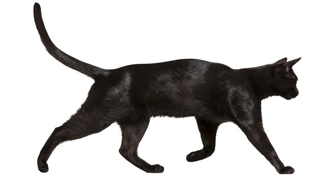 Black cat walking with tail up