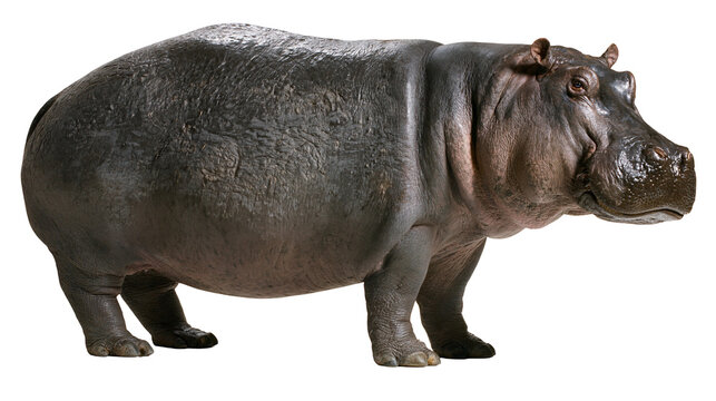 Large hippopotamus standing full body view, grey skin texture
