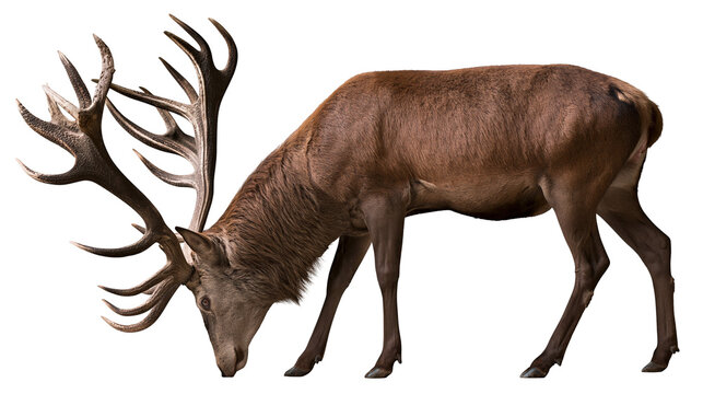 Majestic red deer stag with large antlers grazing