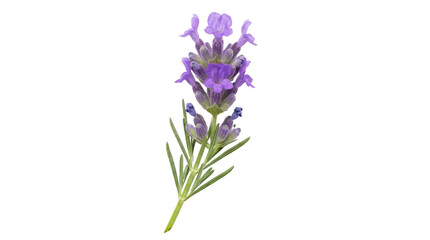 Fototapeta premium Purple lavender flower illustration with green stem.