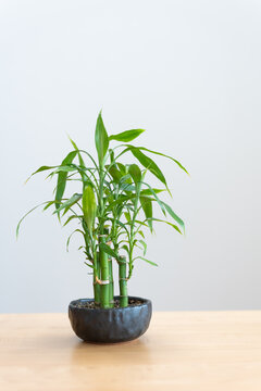 観葉植物のギンヨウセンネンボク