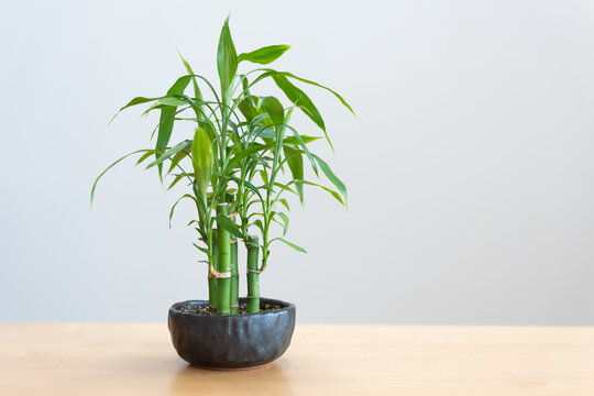 観葉植物のギンヨウセンネンボク