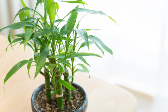 観葉植物のギンヨウセンネンボク
