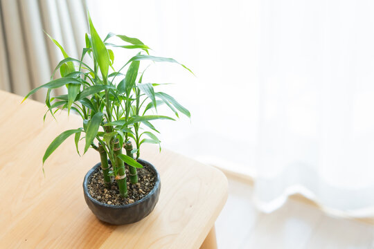 観葉植物のギンヨウセンネンボク