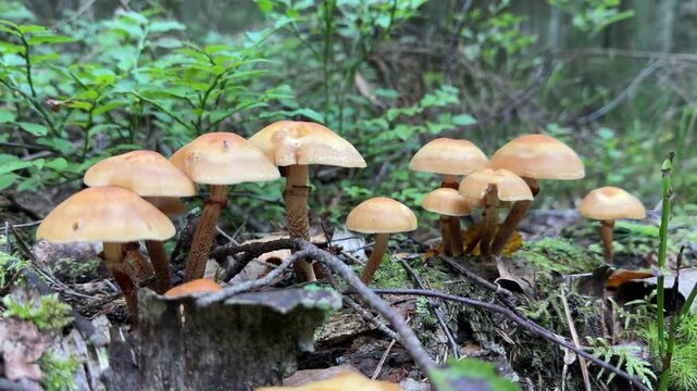 Armillaria mellea, commonly known as honey fungus or wild mushrooms