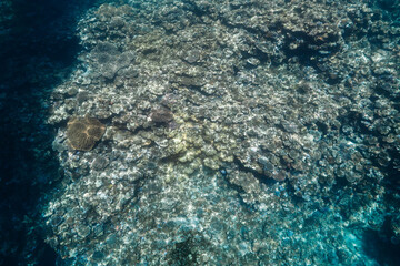 Extensive coral reef ecosystem beneath clear blue water © Satoshi