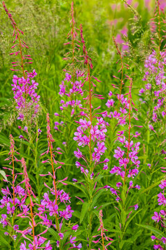 Bl&uuml;hende Weider&ouml;schen im Sommer  in einer Blumenwiese