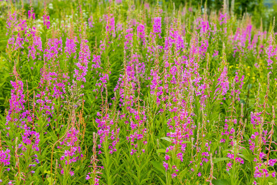 Bl&uuml;hende Weider&ouml;schen im Sommer  in einer Blumenwiese