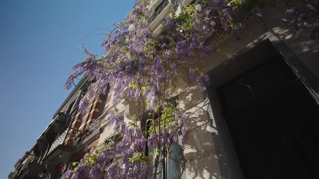 Brussels House with Wisteria Belgium on sunny day in EU District.