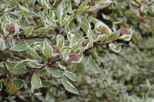 Variegated dogwood shrub with green and white leaves in a garden setting