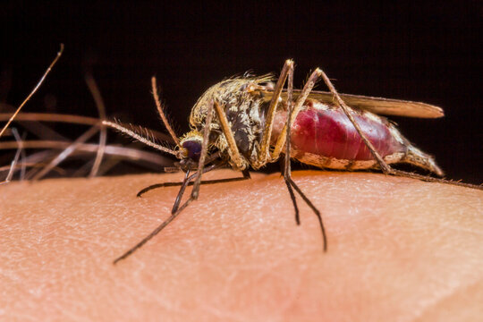 Blood-engorged mosquito on human skin: macro shot with detailed proboscis and patterned thorax.