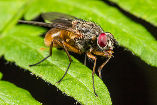 Musca domestica with vivid red eyes on textured green leaf: high-detail macro for science and design.