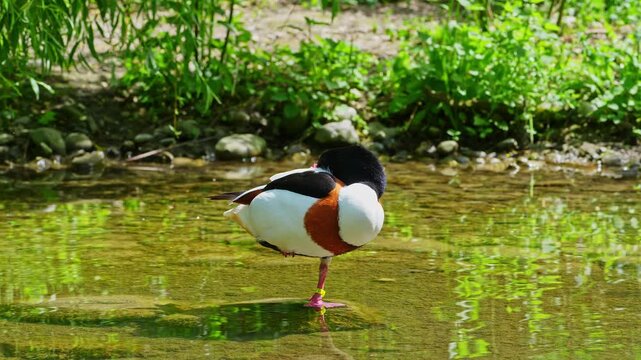 The common shelduck, Tadorna tadorna is a waterfowl species of the shelduck genus, Tadorna.