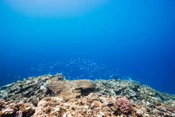 Wide underwater view of a vibrant coral reef ecosystem © Satoshi