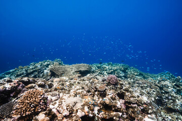 Coral reef landscape with expansive blue water background © Satoshi