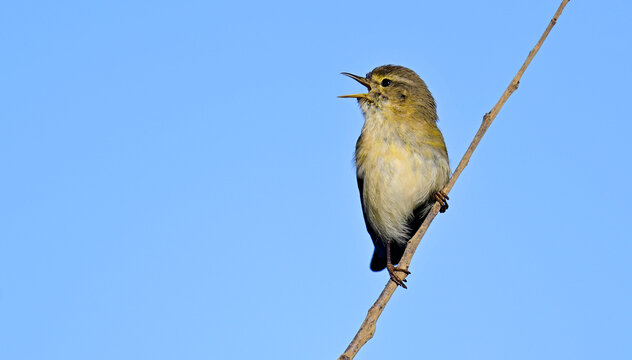 singender Iberienzilpzalp // singing Iberian chiffchaff (Phylloscopus ibericus) - Algarve, Portugal