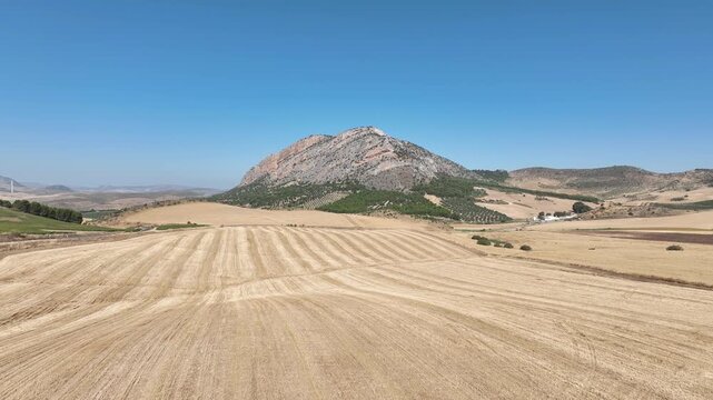campo de siembra de cereal ya recogido y segado en Andaluc&iacute;a