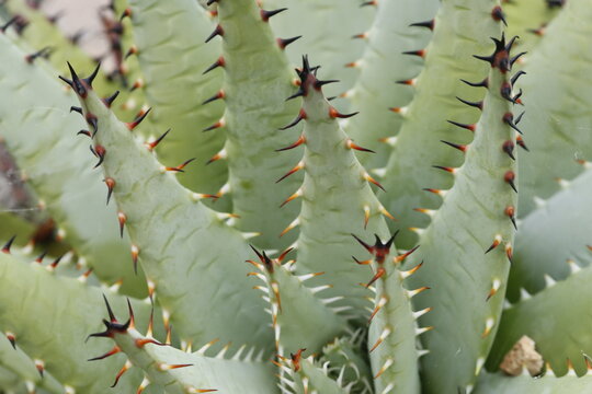 Close up of a spiky succulent plant with sharp thorns in the garden