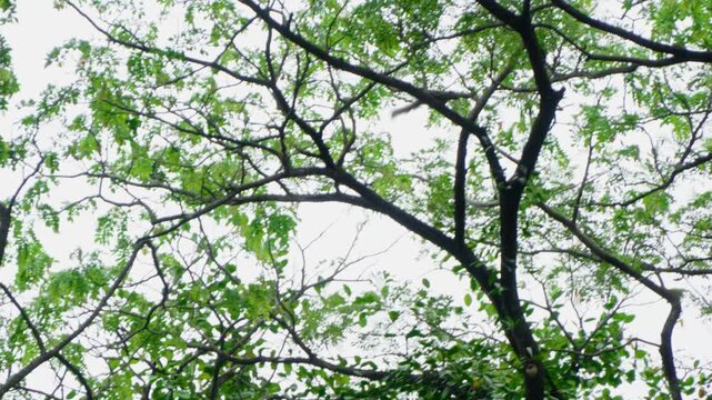 Tracking view of a squirrel is jumping fast from branch to branch within the canopy of a tree, with pale overcast sky in the background.