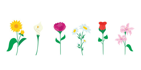 Obraz premium Floral vector collection with sunflower rose lily daisy peony and calla lily blooms