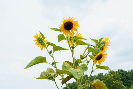夏の花といえば黄色いヒマワリ