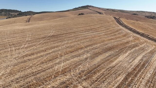 campo de siembra de cereal ya recogido y segado en Andaluc&iacute;a