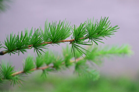 Larix decidua (European larch) tree branch with soft needle like leaves. Closeup, isolated against natural blurred background. 