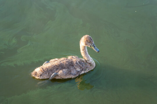 A lone gray cygnet swims quietly through green tinted lake water in soft morning light. Its fluffy down feathers contrast gently with the algae covered surface.