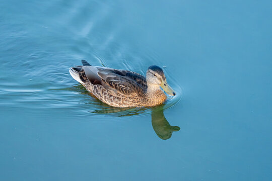 A female mallard duck swims gracefully across calm blue water with soft ripples trailing behind. Her mottled brown feathers glow warmly in the natural light.