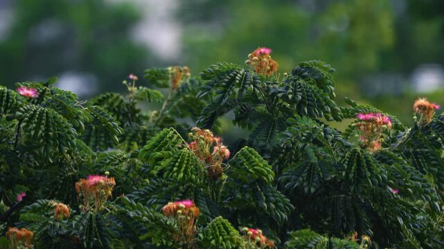 Closeup view of pink flowers of wild rain tree is swinging in the windy weather during rainy weather.