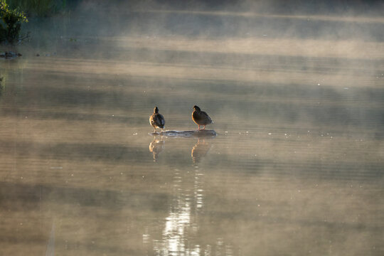 Two ducks rest together on a floating log amid golden morning mist rising from the water. Soft light filters through the haze creating a tranquil wildlife scene.