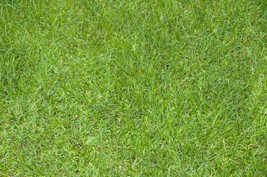 Full Frame Green Grass Texture